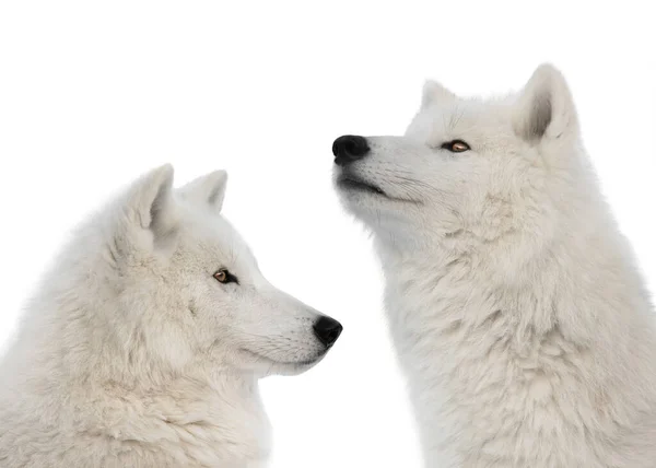 Két Sarki Farkas Felemelte Fejét Elszigetelve Fehér Háttér — Stock Fotó