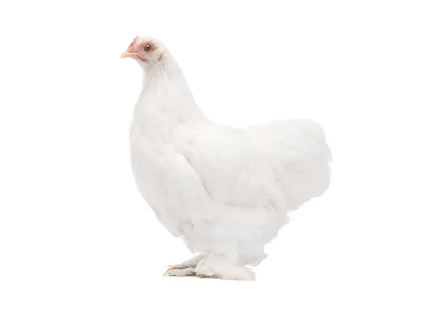 Pollo Bianco Isolato Sfondo Bianco — Foto Stock