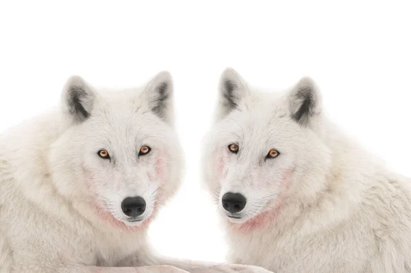 Porträt Zweier Polarwölfe Nach Beute Isoliert Auf Weißem Hintergrund — Stockfoto