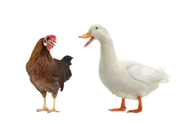 Pollo Marrón Pato Aislados Sobre Fondo Blanco — Foto de Stock