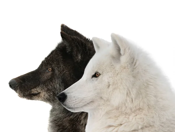 Loup Canadien Loup Polaire Isolés Sur Fond Blanc — Photo