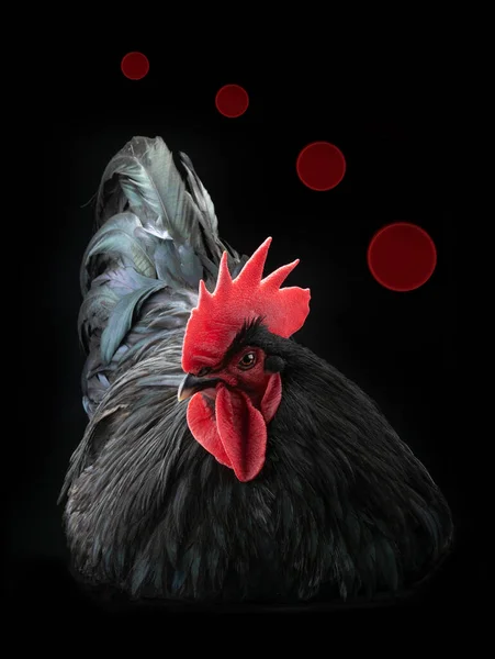 black rooster isolated on black background
