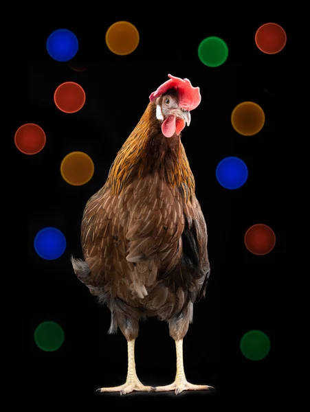 Húsvéti Csirke Fekete Háttér Fényes Fények — Stock Fotó