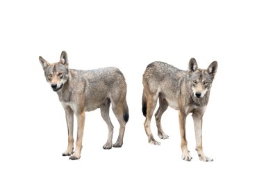 Beyaz arka plan üzerinde izole kurt