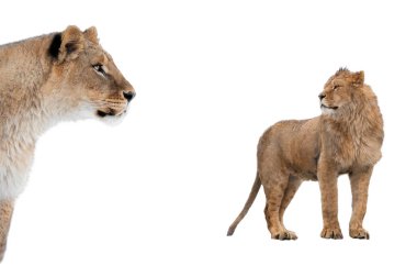 Aslan ve dişi aslan kışın beyaz arka planda izole edilmiş.