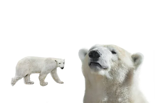 Polar Bears Isolated White Background — Φωτογραφία Αρχείου