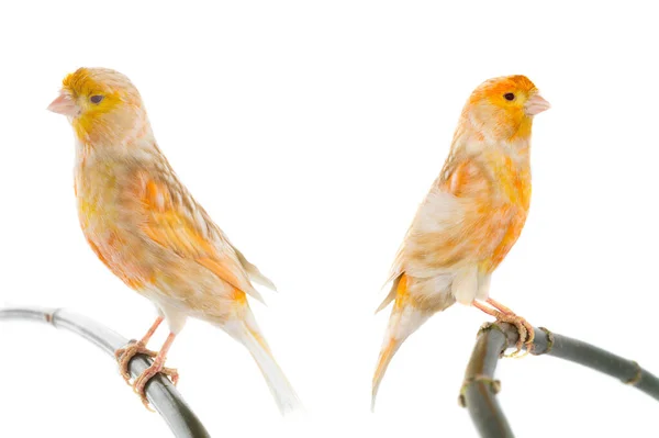 Zwei Kanarienvögel Isoliert Auf Weißem Hintergrund — Stockfoto