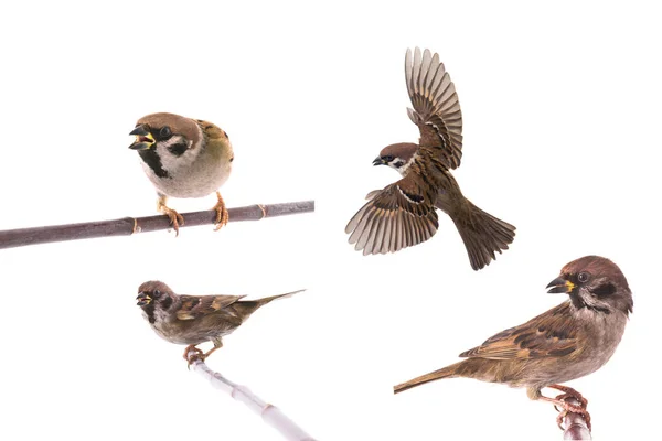 Sparrows Isolated White Background — Stock Fotó