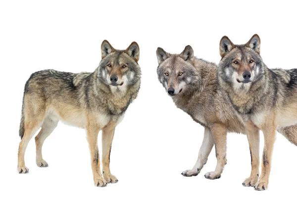 Wolfs Isolated White Background — ストック写真