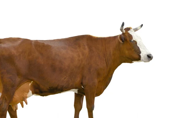 Brown Cow Standing Grass Isolated White Background — Stock Photo, Image