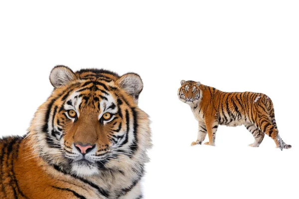 Tiger Portrait Isolated White Background — Zdjęcie stockowe