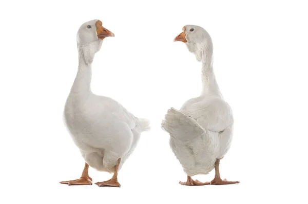 Two Female Geese Isolated White Background — Zdjęcie stockowe