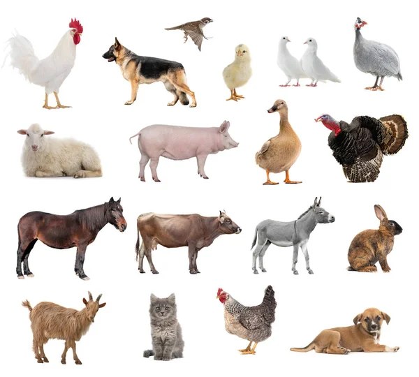 Farm Animals Collage Isolated White Background — Stockfoto