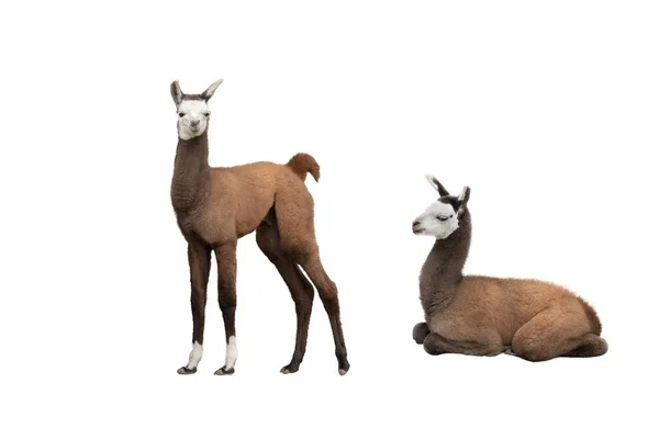 Two Little Llama Isolated White Background —  Fotos de Stock