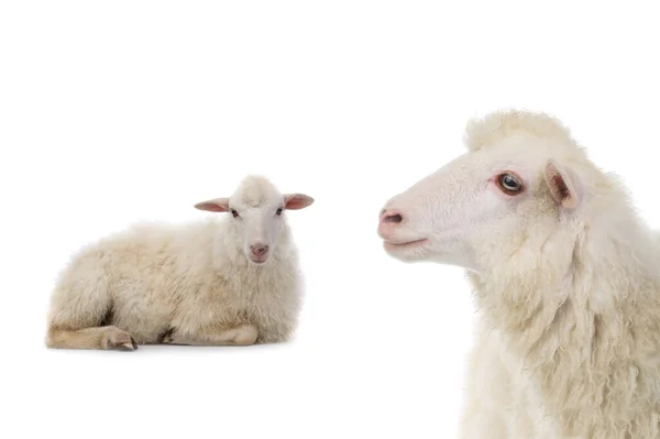 Porträt Schafe Isoliert Auf Weißem Hintergrund — Stockfoto