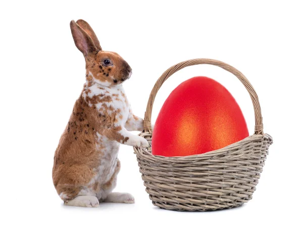 Spotted Bunny Standing Easter Basket Egg Isolated White Background — ストック写真
