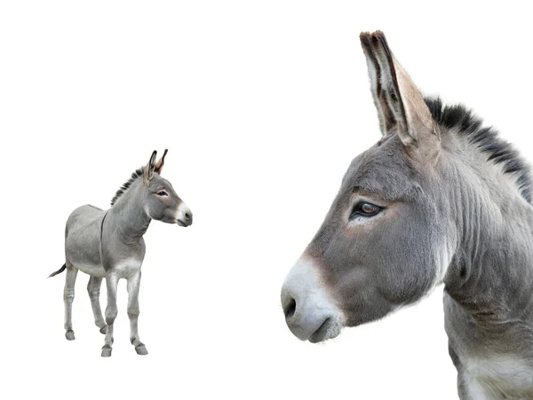 Donkey Isolated White Background — Stock Photo, Image