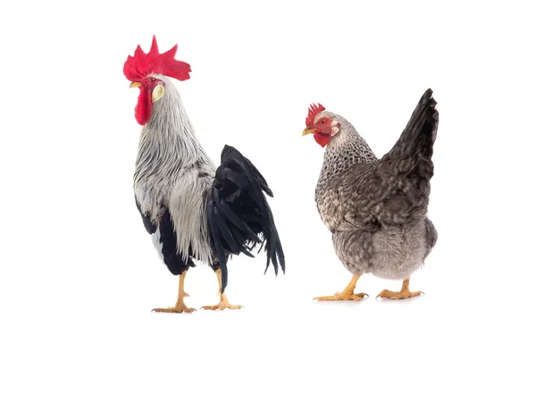 Gray Chicken Cock Isolated White —  Fotos de Stock