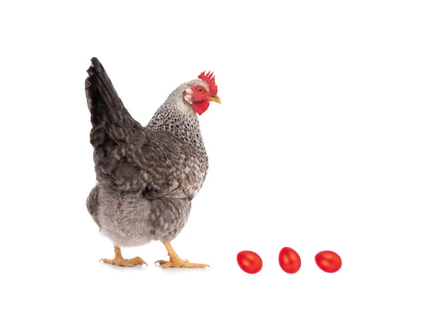 Κόκκινο Αυγό Και Κότα Λευκό Φόντο — Φωτογραφία Αρχείου