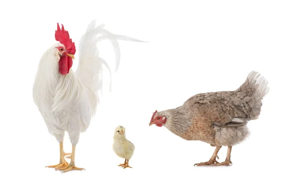 Gallina Gallo Pollito Aislados Sobre Fondo Blanco —  Fotos de Stock