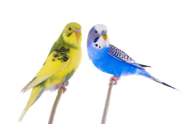 wavy budgies sitting on a stick is isolated on a white background