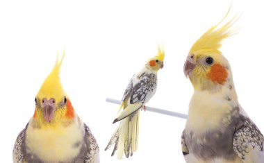 poltrait parrot corella isolated on white background