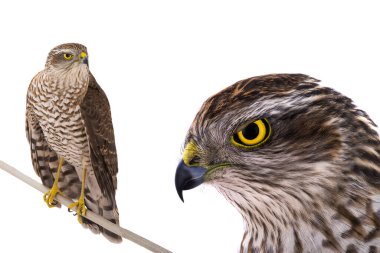 hawk isolated on a white background