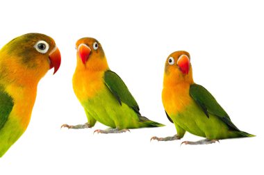   tree fischeri lovebird parrot on a white background