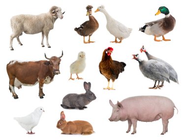 Evcil hayvan beyaz arka plan üzerinde izole