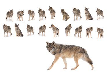 collage of wolves  (canis lupus) isolated on snow on a white background