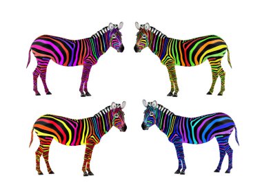 set painted zebra isolated on white background