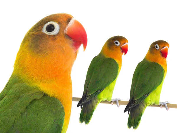 Попугай Влюбленных Птиц Фишери Белом Фоне — стоковое фото