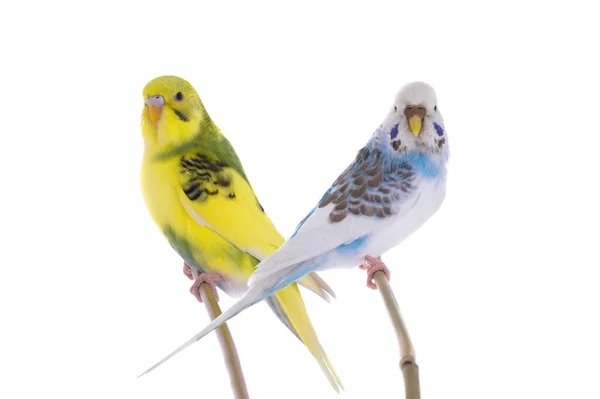 Two Budgies Sitting Stick Isolated White Background — Stock fotografie