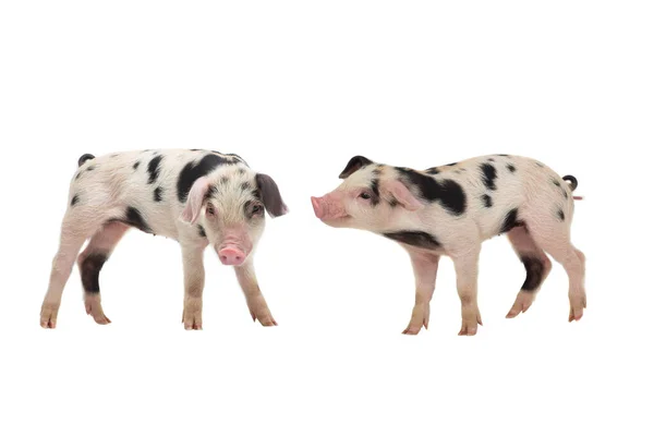 Two Little Pigs Isolated White Background — Fotografia de Stock