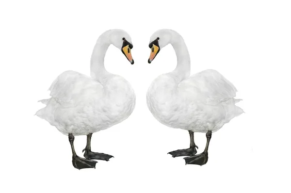 Two Swan Isolated White Background — Foto de Stock