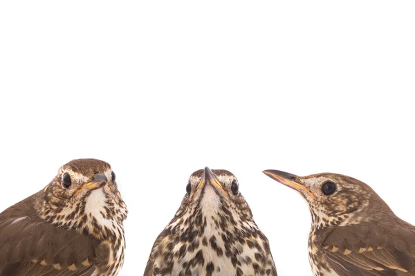 Porträtt Taltrast Turdus Philomelos Isolerad Vit Bakgrund — Stockfoto