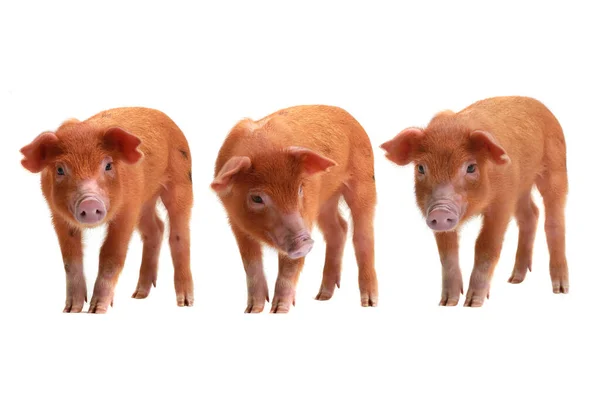 Three Red Pig White Background — Stock fotografie