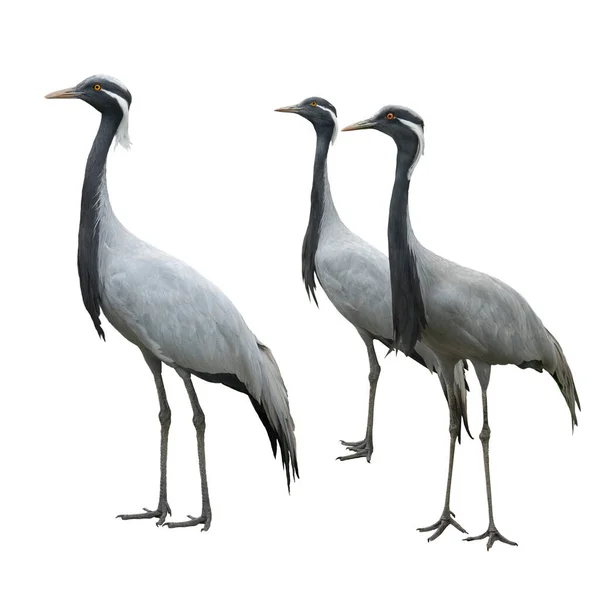 Cranes Isolated White Background — стоковое фото