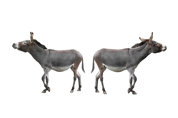 Two Donkeys Walk Away Each Other Isolated White Background — Stok fotoğraf