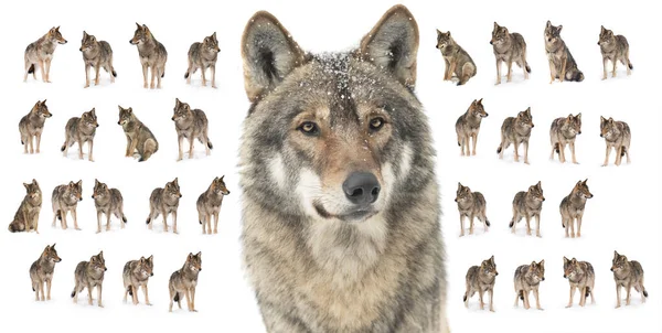 Collage Wolves Canis Lupus Isolated Snow White Background — 스톡 사진