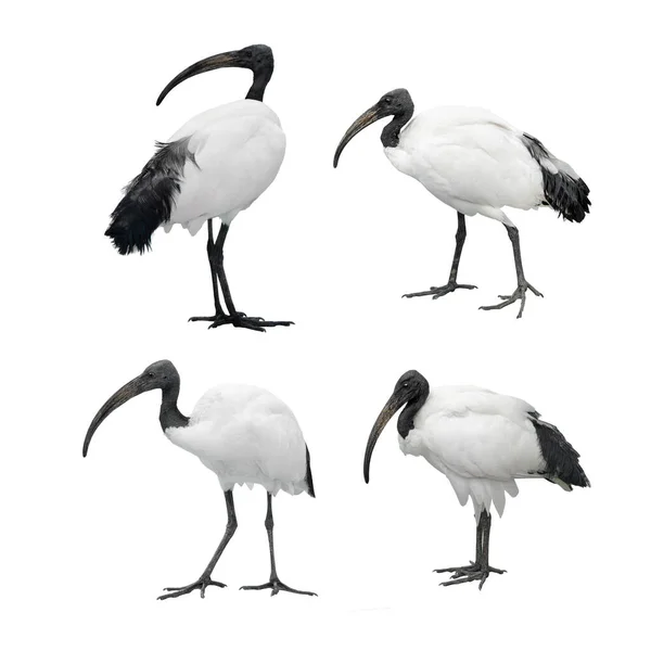 Set African Sacred Ibis Isolated White Background — 스톡 사진