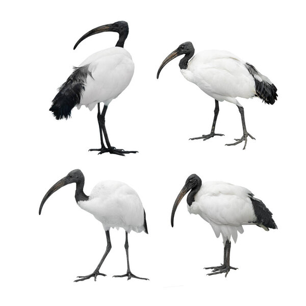 set african sacred ibis isolated on white background