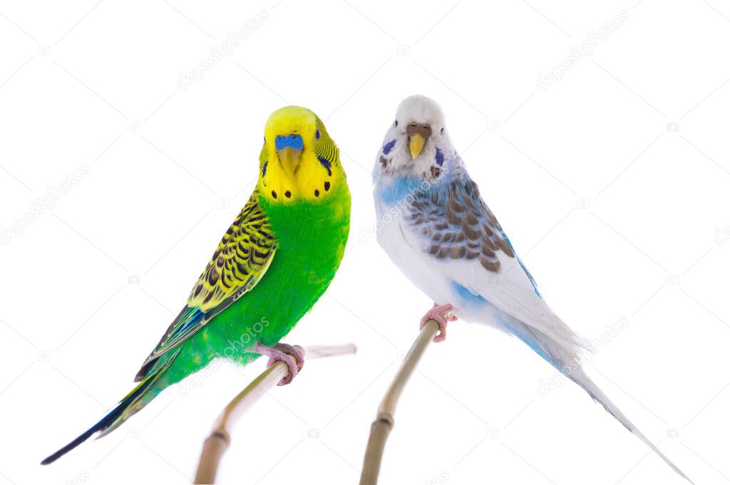 white budgie and green budgie isolated on white background