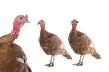 brown female and female turkey isolated on white background
