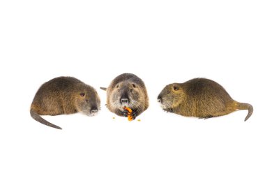  nutria isolated on a white background