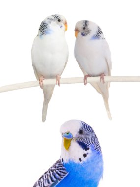 Beyaz arka plan üzerinde muhabbet kuşu