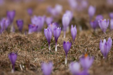 first spring flowers saffron on a blurred background