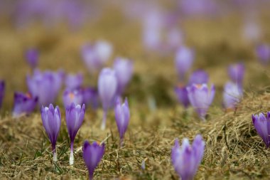 first spring flowers saffron on a blurred background