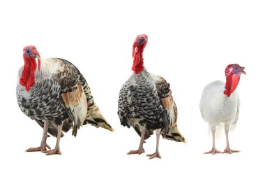 turkey-cocks   isolated on a white background