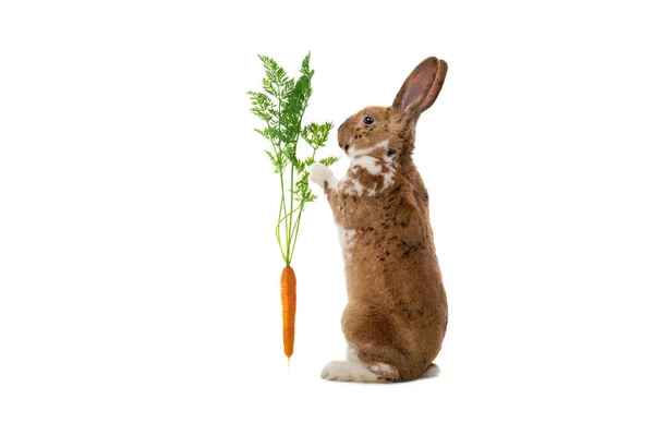 Lapin Tenant Carotte Isolée Sur Fond Blanc — Photo